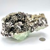 Exquisite Aquamarine Cluster w/ Mica & Clevelandite