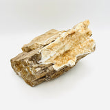 Petrified Wood with Drusy