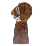 Ammonite