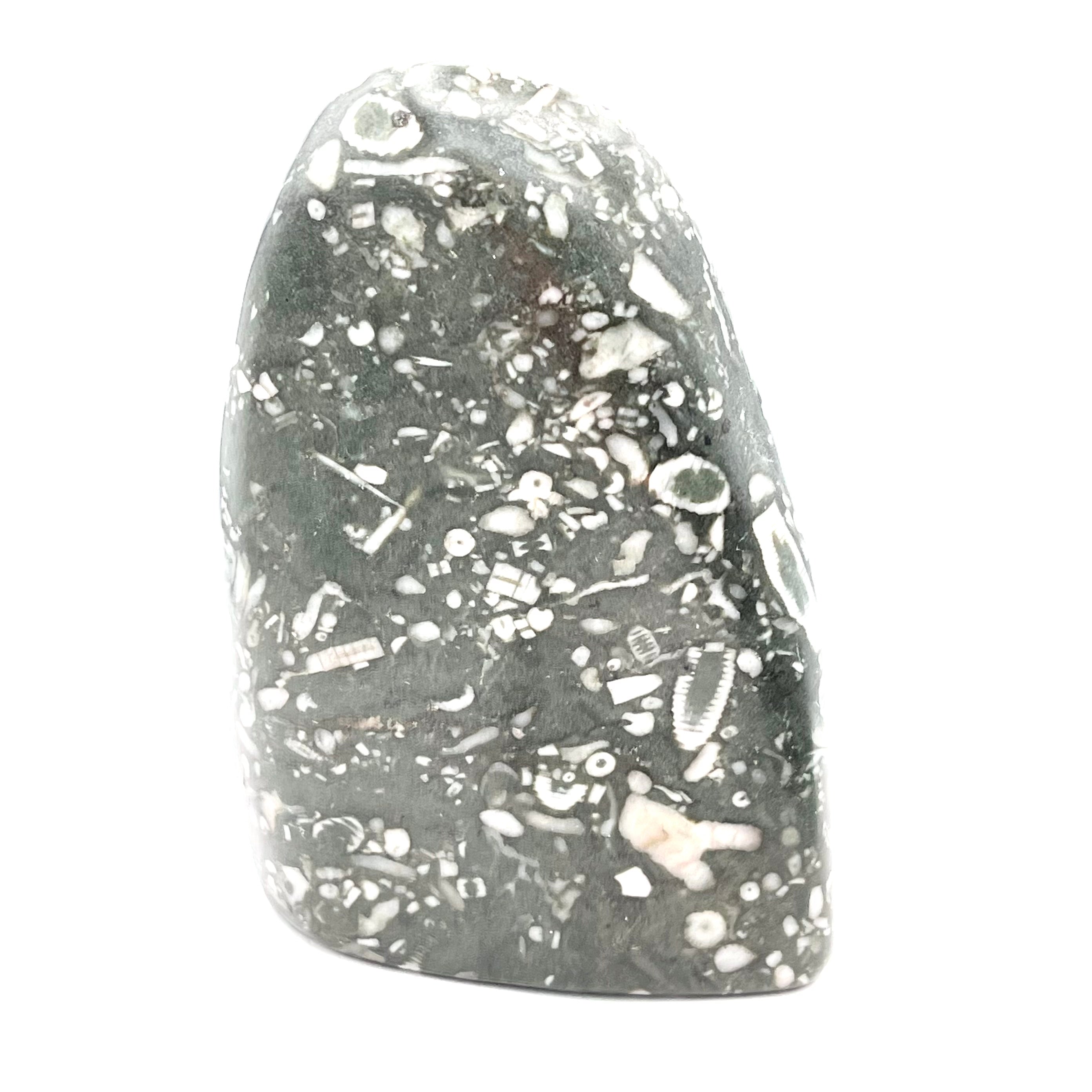 Polished Fossil Shell