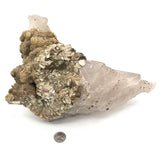 Slight Smoky Quartz Elestial w/ Golden Barite Desert Rose Formations, Mica in Feldspar/ Potassium Matrix