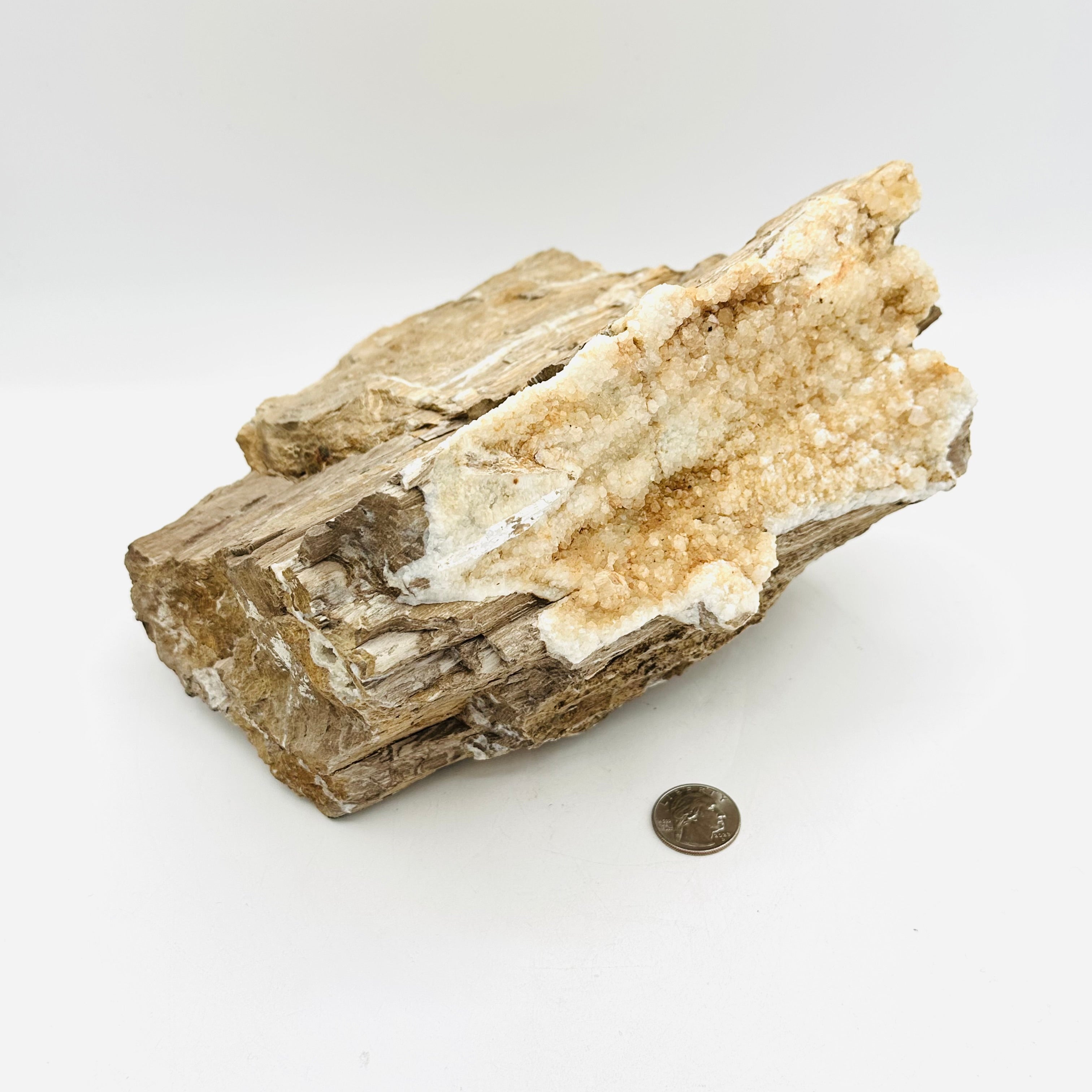 Petrified Wood with Drusy