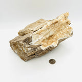Petrified Wood with Drusy