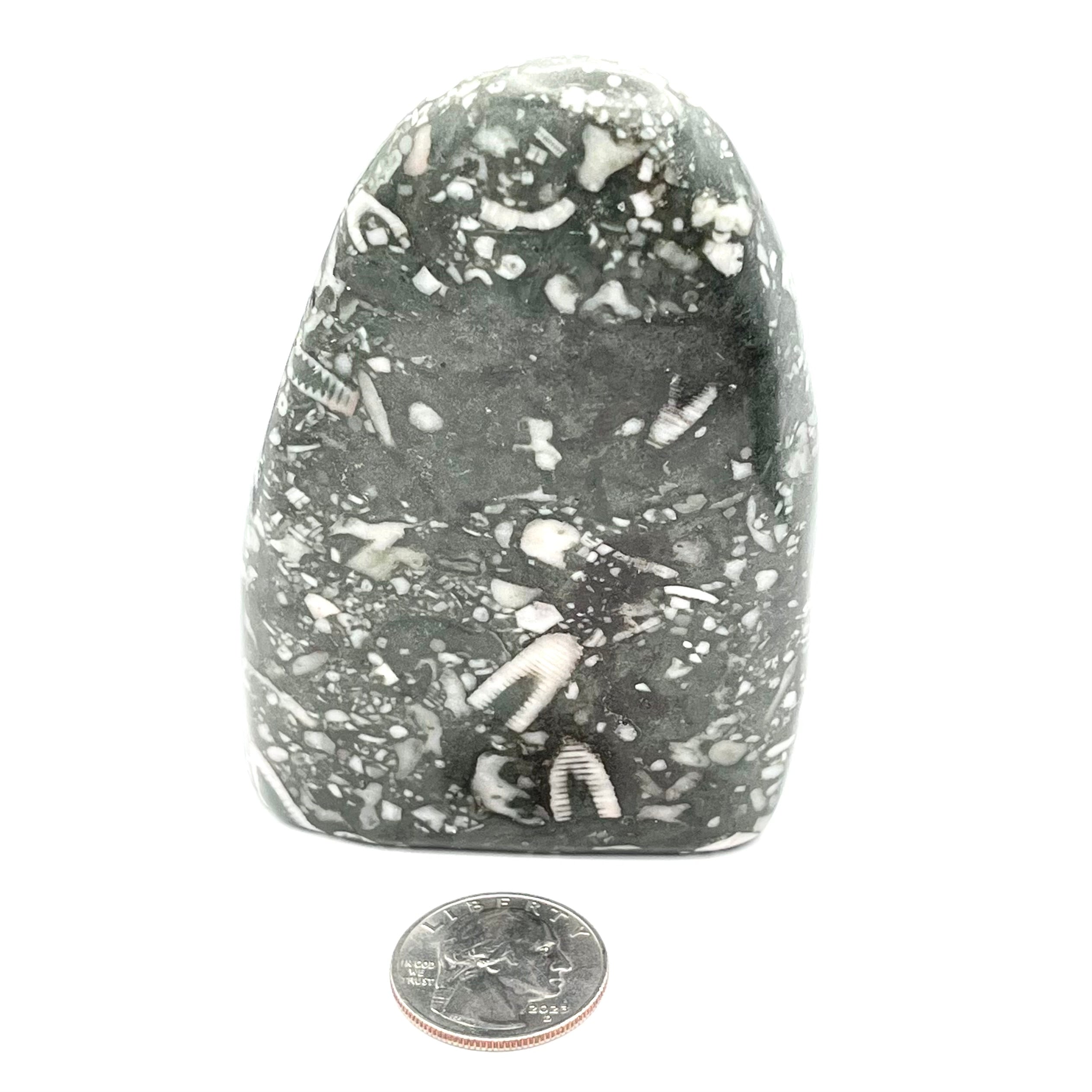 Polished Fossil Shell