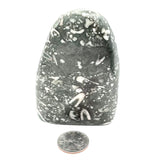 Polished Fossil Shell