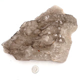 Beautiful Smoky Quartz Alligator Elestial